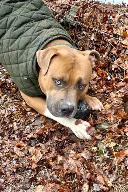 A young medium-sized male Apricot / Beige American Staffordshire Terrier dog named Chase for adoption in Far Rockaway, NY