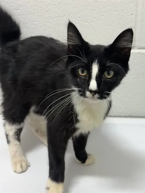 A young small-sized male Domestic Short Hair cat named Flynn for adoption in Upper Marlboro, MD
