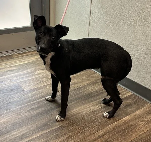 A young medium-sized female Labrador Retriever dog named Eve Scorpion for adoption in San Diego, CA