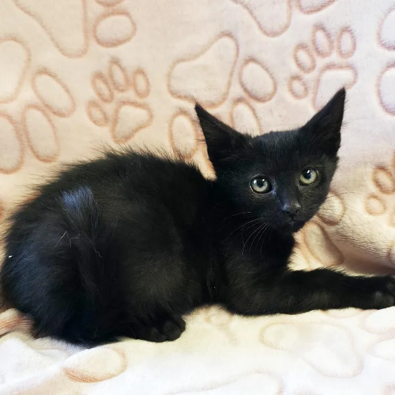 A baby small-sized male Black Domestic Short Hair cat named Pugsley for adoption in Mount Juliet, TN