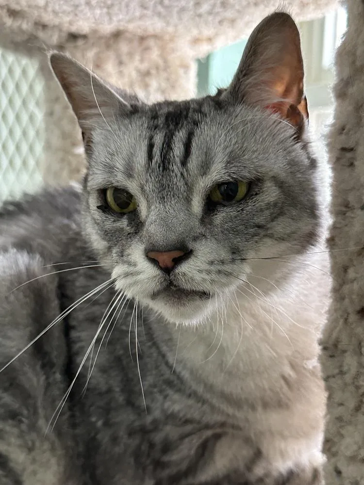 A senior medium-sized female Gray / Blue / Silver Domestic Short Hair cat named Pi for adoption in San Leon, TX