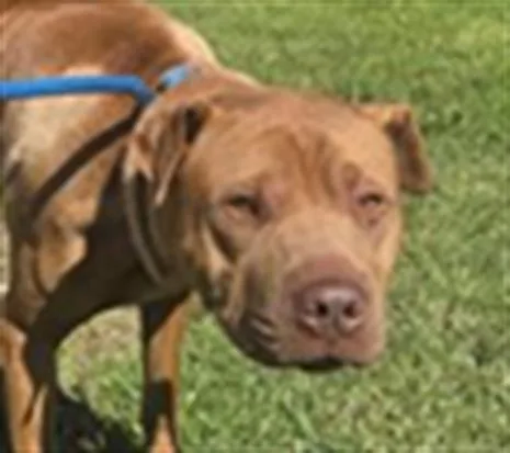 A young large-sized male Shar-Pei dog named Bond for adoption in Camarillo, CA