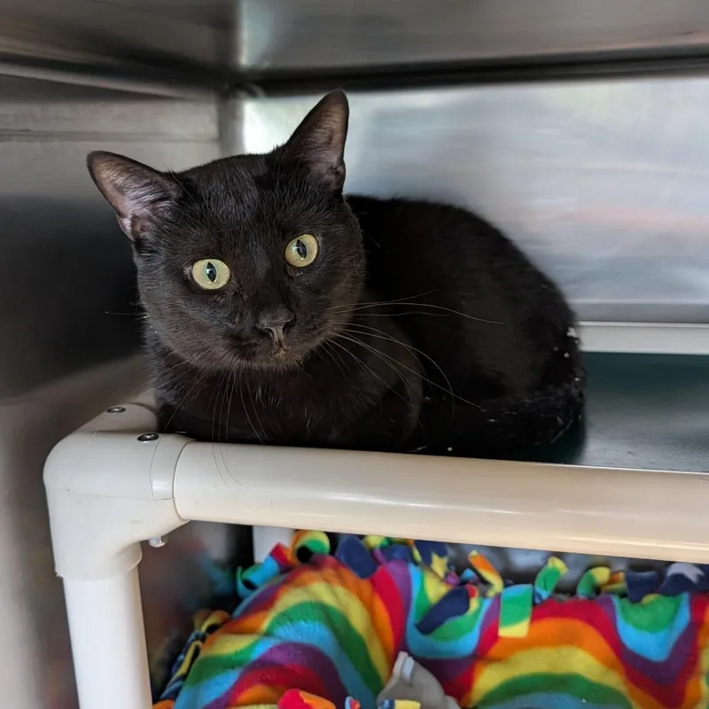 An adult medium-sized male Black Domestic Short Hair cat named Clouseau for adoption in Cape Girardeau, MO