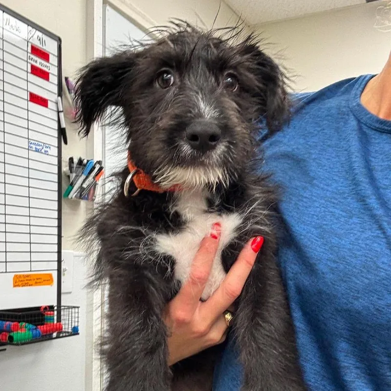 A baby medium-sized male Black Mixed Breed dog named Dewey for adoption in Fredericksburg, VA