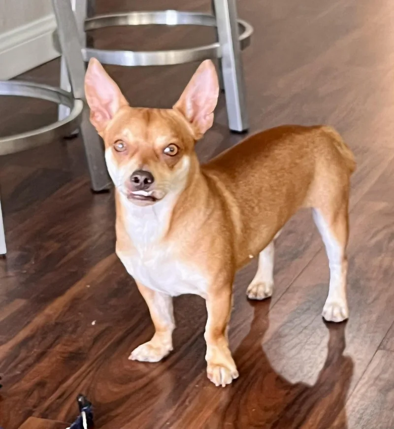 A young small-sized male Mixed Breed dog named Miles for adoption in Las Vegas, NV