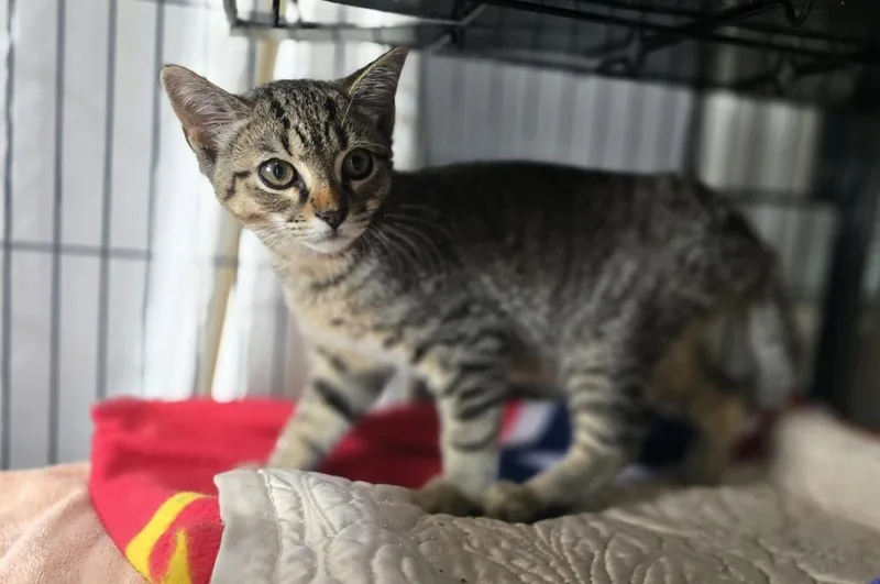 A young small-sized female Domestic Short Hair cat named Roxie for adoption in Dickson, TN