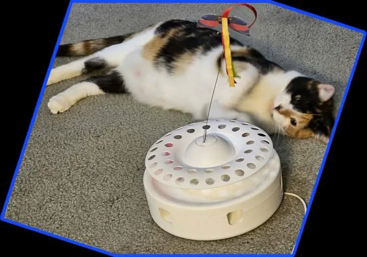 A young medium-sized female Calico Domestic Short Hair cat named Kaleidoscope for adoption in Reading, PA