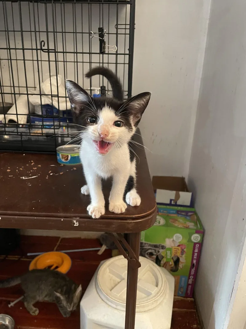 A baby small-sized male Domestic Short Hair cat named Belerian for adoption in Trenton, NJ