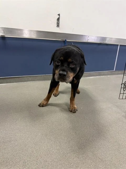 An adult extra large-sized male Rottweiler dog named Bear for adoption in Miami, FL