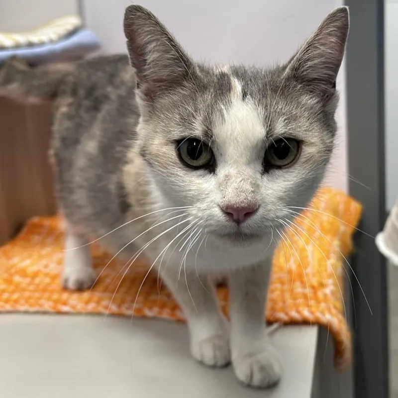 An adult medium-sized female Calico Domestic Short Hair cat named Lark for adoption in Mount Vernon, IN