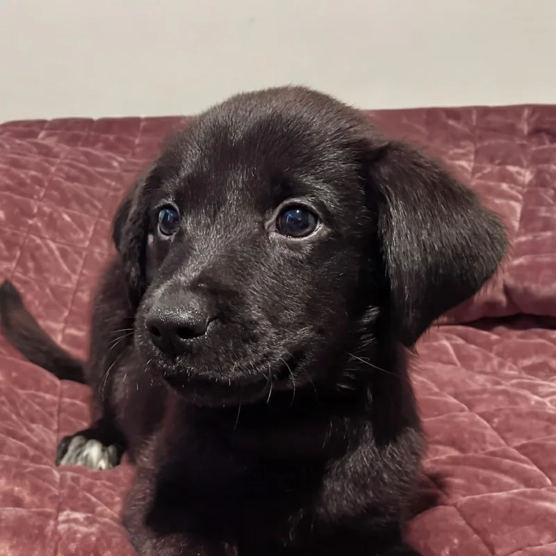 A baby small-sized female Black Labrador Retriever dog named Rachel for adoption in Baldwin, MD