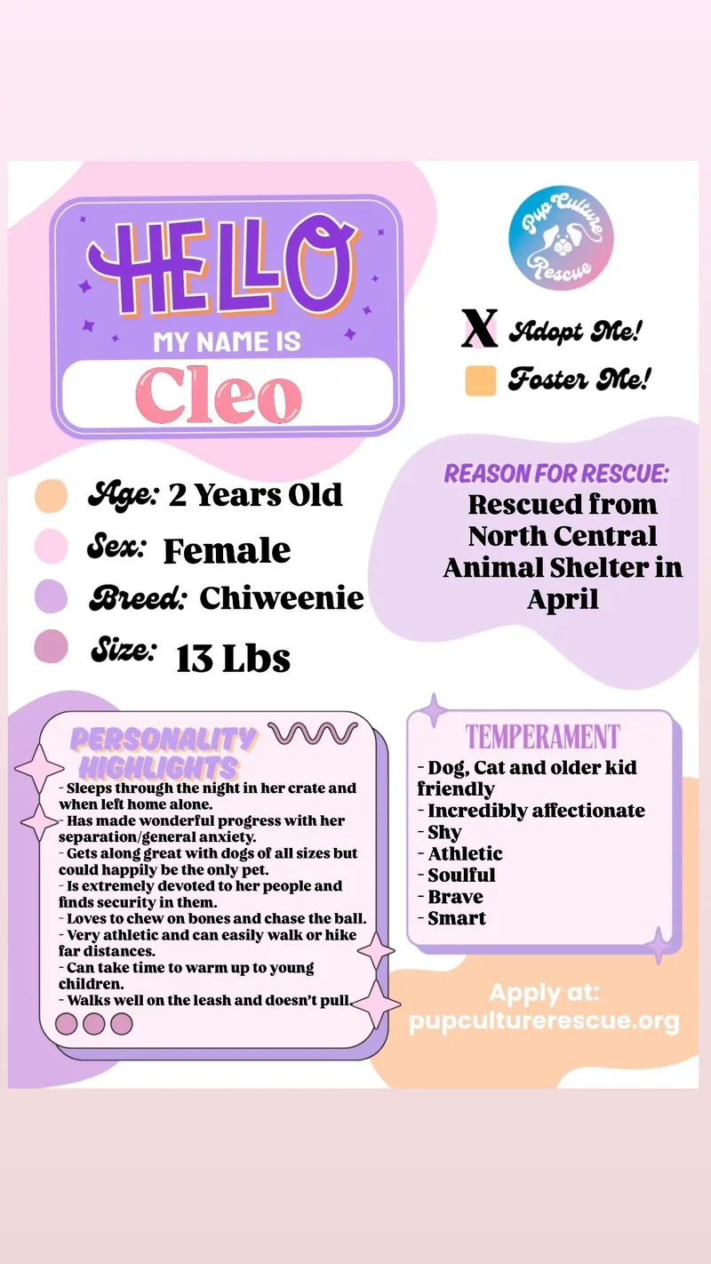 A young small-sized female Chihuahua dog named Cleo for adoption in Pasadena, CA