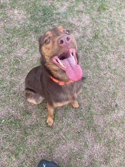 An adult medium-sized male Labrador Retriever dog named Otter Pop for adoption in Inverness, FL