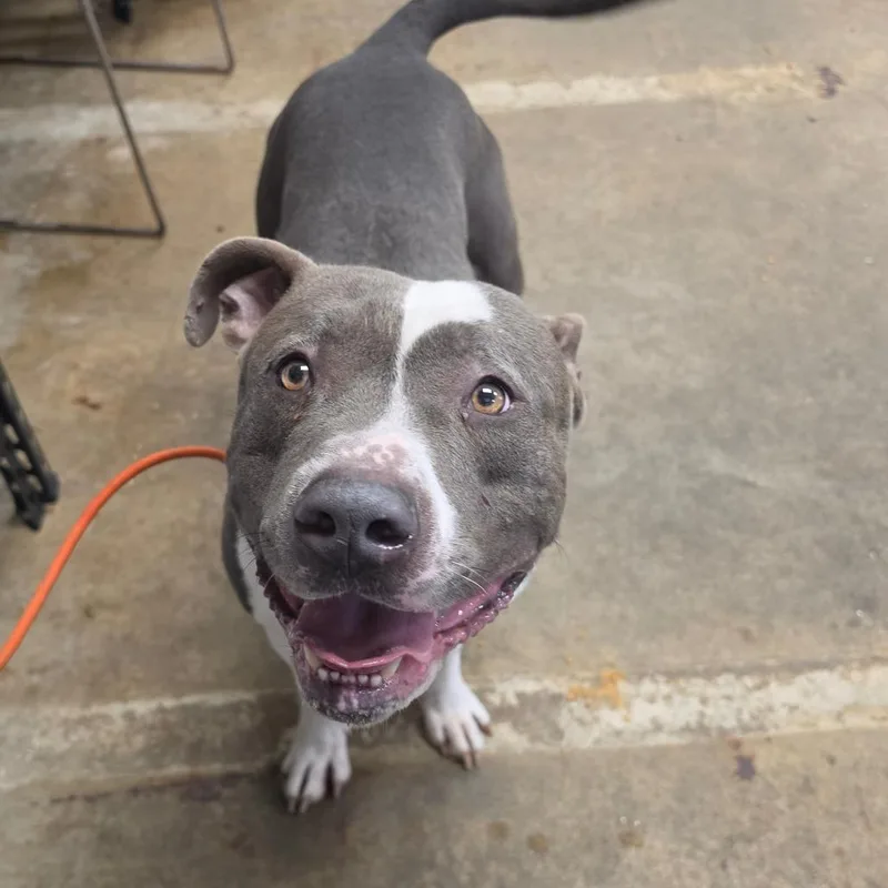 An adult large-sized male Gray / Blue / Silver Pit Bull Terrier dog named Bud for adoption in Easton, PA