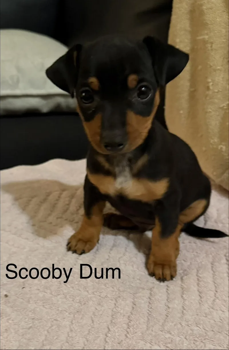 A baby small-sized male Chihuahua dog named Scooby dum for adoption in Discovery Bay, CA
