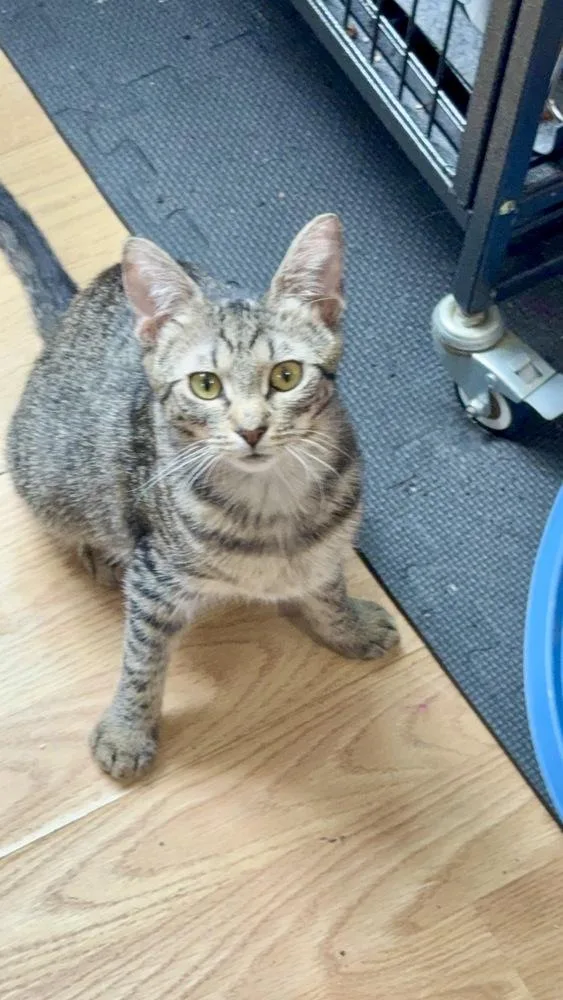 A baby small-sized female Domestic Short Hair cat named Ruby for adoption in Telford, PA