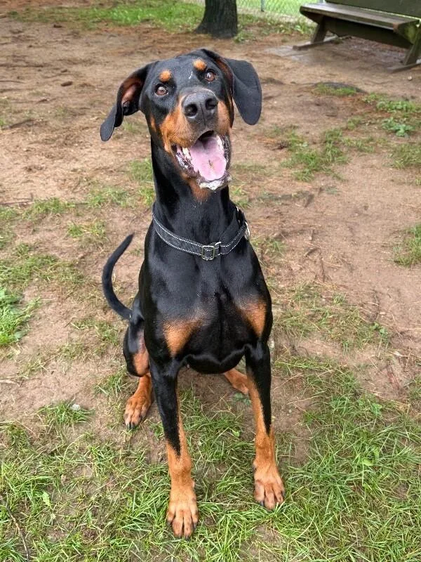 An adult large-sized male Black Mixed Breed dog named Aries for adoption in Osseo, MI