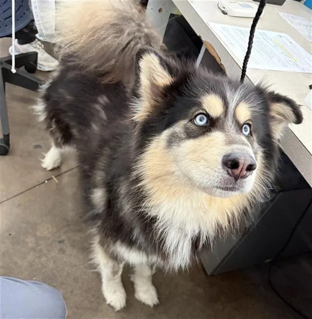 An adult large-sized male Mixed Breed dog named Maverick for adoption in Dallas, TX
