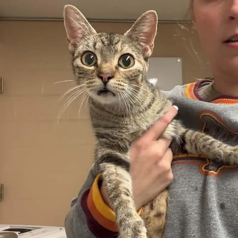 An adult medium-sized female Domestic Short Hair cat named Tarot for adoption in Edwardsville, IL