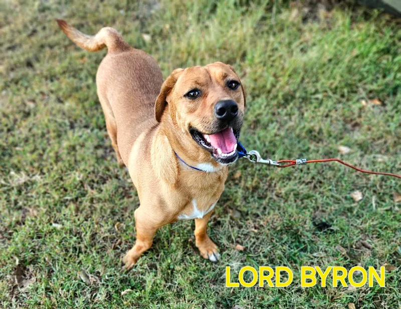 Lord Byron thumbnail 4