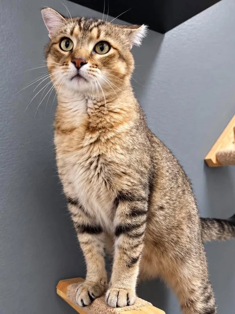 An adult large-sized male Tabby (Brown / Chocolate) Domestic Short Hair cat named Mister Quarter Pounder for adoption in Sioux Falls, SD