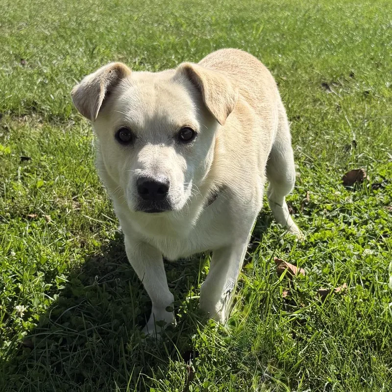 An adult medium-sized male Corgi dog named Carl for adoption in Washington, PA