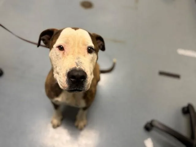 An adult large-sized male Pit Bull Terrier dog named Simba for adoption in Denver, CO