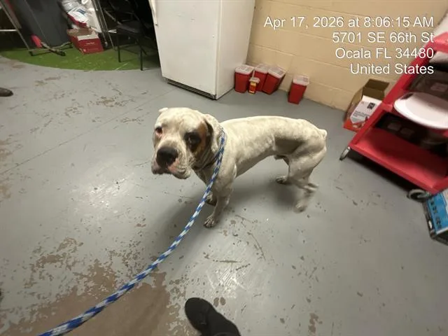 An adult medium-sized male Boxer dog named Olaf for adoption in Ocala, FL