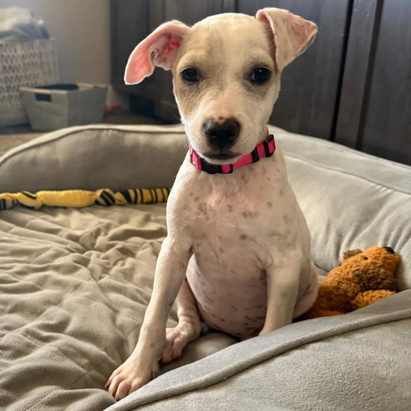 A baby small-sized female Terrier dog named Pink for adoption in Parker, CO