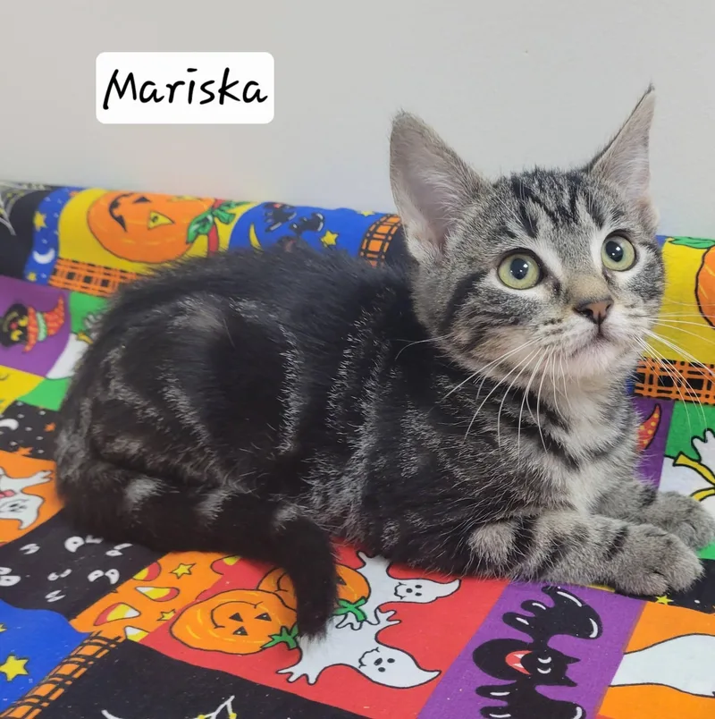A baby medium-sized female Domestic Short Hair cat named Mariska for adoption in LaPlace, LA