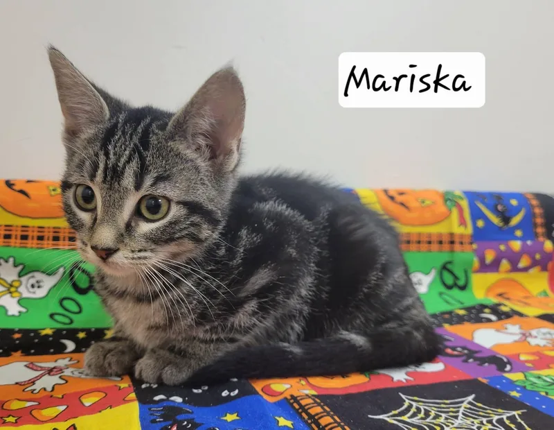Mariska thumbnail 2