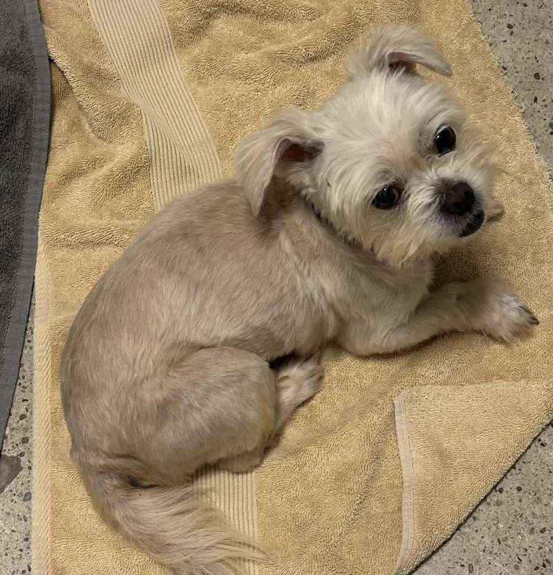 An adult small-sized male Apricot / Beige Maltese dog named Johnny B. Good for adoption in Thousand Oaks, CA