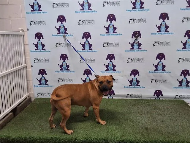 Murphy