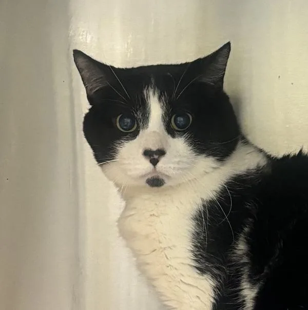 An adult medium-sized male Domestic Short Hair cat named Yerrrr for adoption in Ridgewood, NY