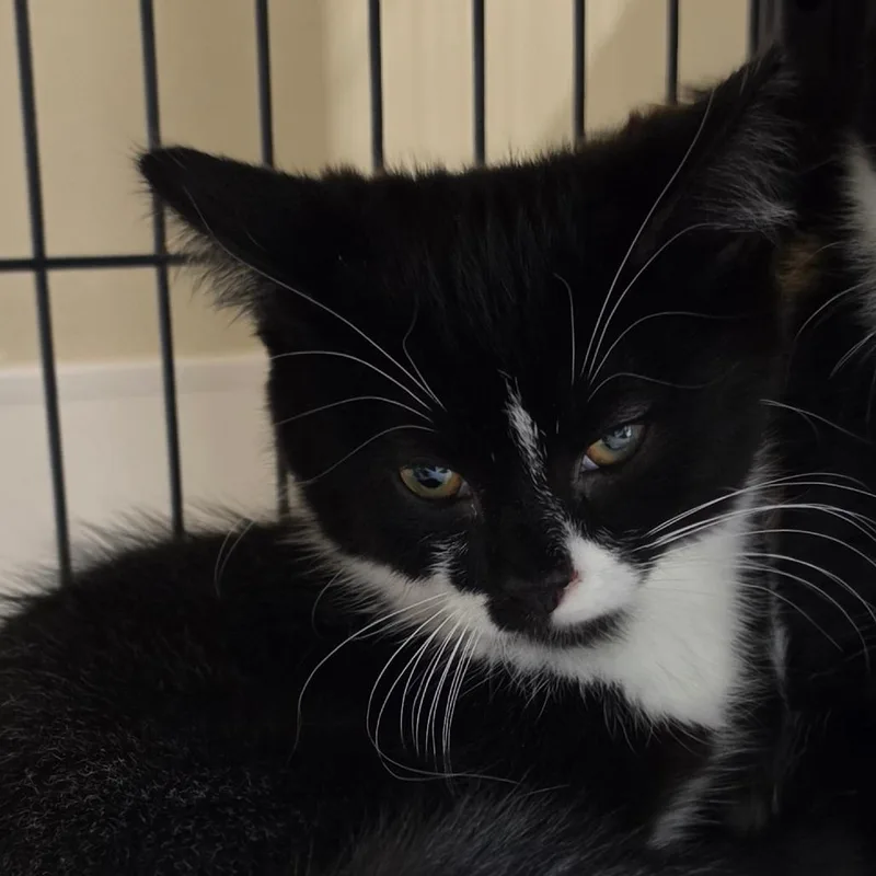 A baby small-sized female Black Domestic Short Hair cat named Pavlova for adoption in Muncie, IN
