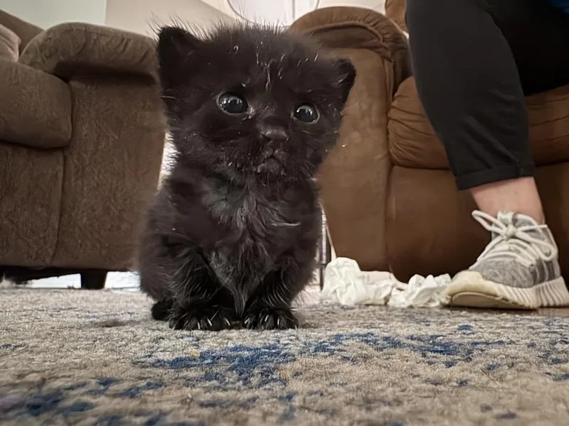 A baby small-sized male Black Domestic Short Hair cat named Farkle for adoption in Jackson, GA