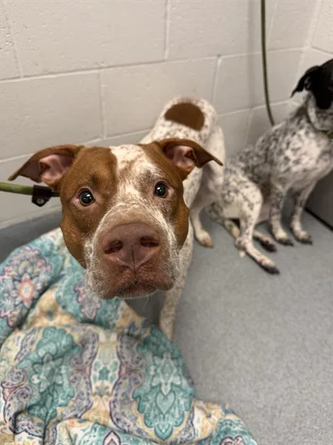 An adult medium-sized male English Pointer dog named Julius for adoption in Indianapolis, IN