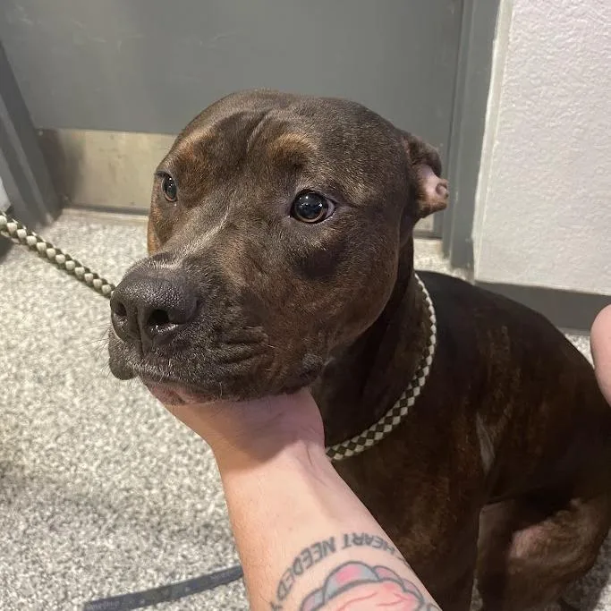 An adult medium-sized female Brindle Mixed Breed dog named Willow for adoption in Port Charlotte, FL