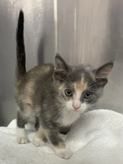 A baby small-sized female Domestic Short Hair cat named Ivy for adoption in Houston, TX
