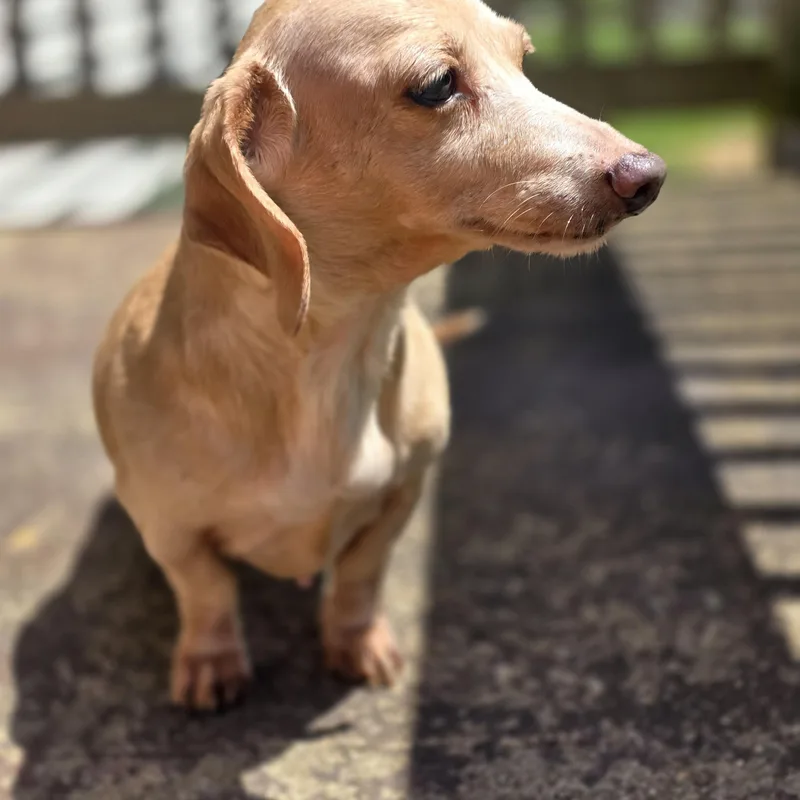 A senior small-sized female Apricot / Beige Dachshund dog named Penelope for adoption in New York, NY