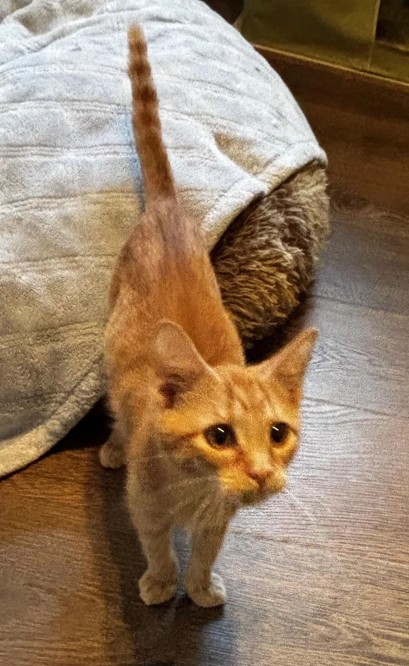 A baby medium-sized female Orange / Red Domestic Short Hair cat named Rachel  Athens GA for adoption in Greensboro, GA