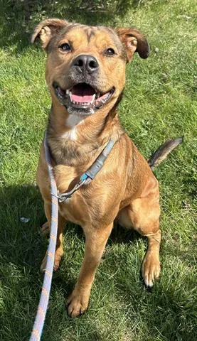 A young large-sized male Black Mouth Cur dog named Bump for adoption in Dayton, OH