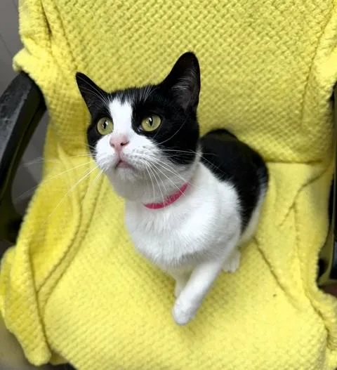 An adult medium-sized female Black & White / Tuxedo Domestic Short Hair cat named Swirl for adoption in Medina, OH