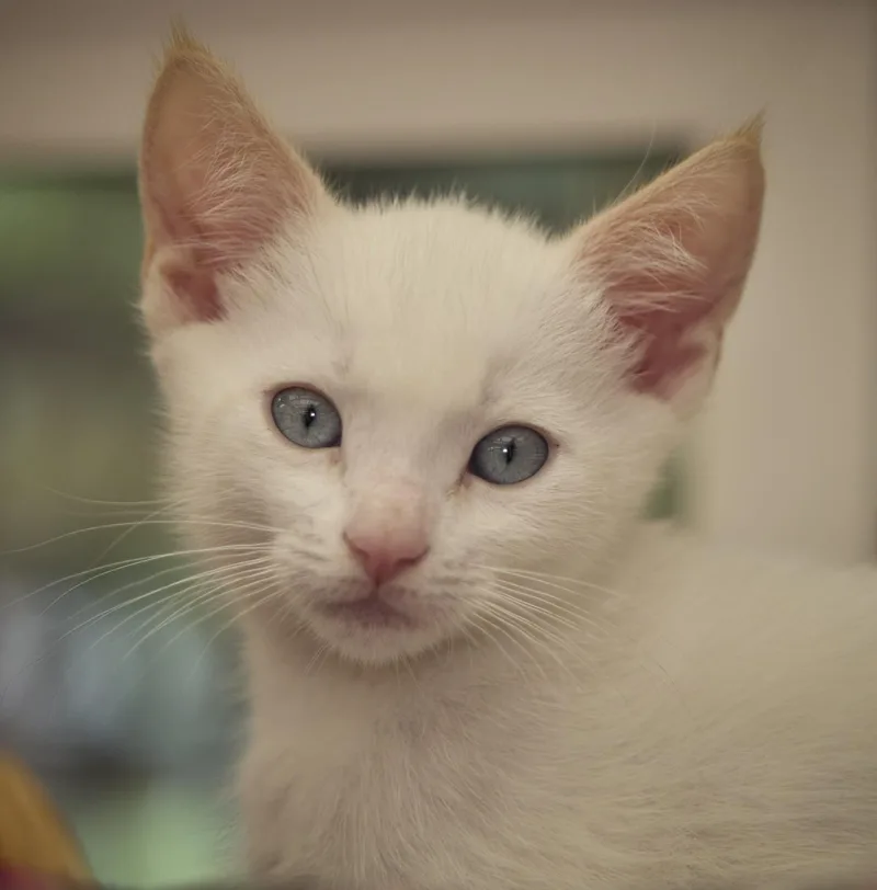A baby medium-sized female Siamese cat named Luna for adoption in Santa Barbara, CA