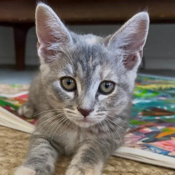 Delcatty thumbnail 2