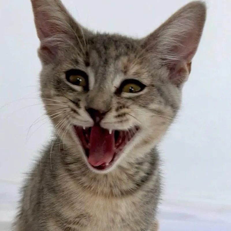 Delcatty thumbnail 3