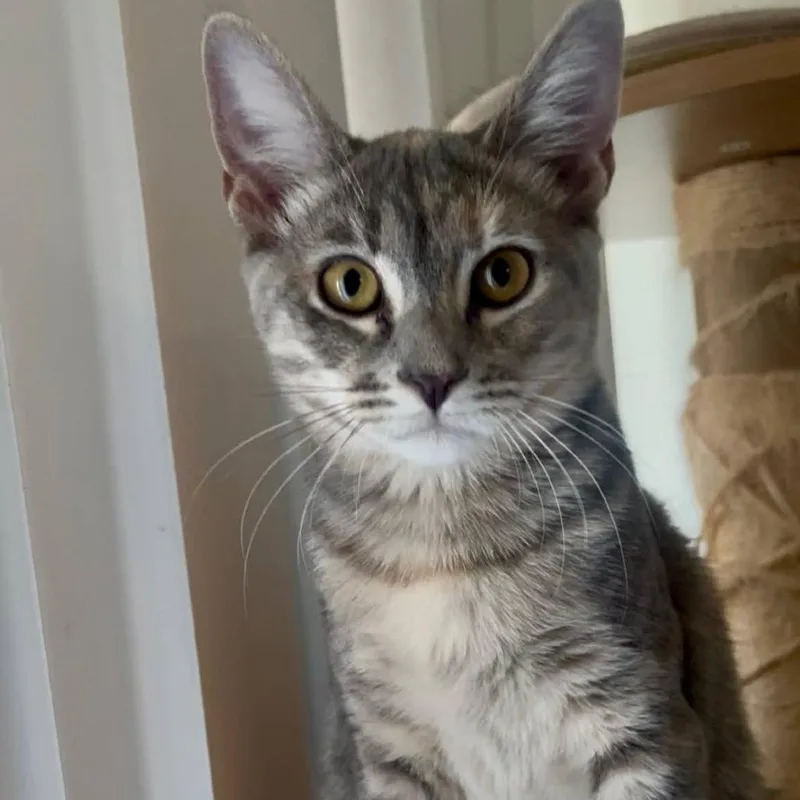 Delcatty thumbnail 4