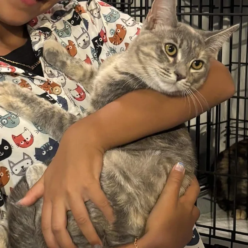 Delcatty thumbnail 5