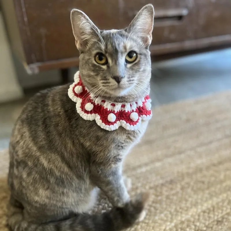 Delcatty thumbnail 6