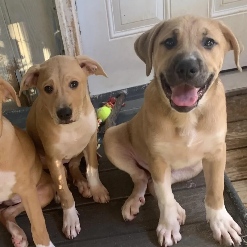 A baby large-sized male Golden Retriever dog named Beau for adoption in Ferndale, MI